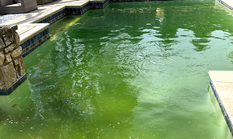 Green Pool Clean Up